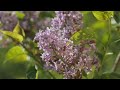 lilacs at the arnold arboretum