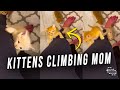 Kittens Climbing Their Mom While Meowing as She Stands Still