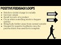 negative feedback vs. positive feedback explained w examples