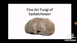 The MW - Fine Art Fungi of Saskatchewan