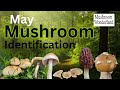 May Mushroom Identification And Foraging In Mushroom Wonderland
