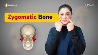 Zygomatic Bone | Cranial Osteology | Anatomy Lecture for Medical Students | V-Learning™