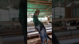 beetal goat  makandar  goat farm