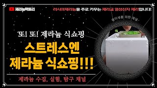 이번달 마지막 제라늄 쇼핑! 제라늄 너무 좋아!