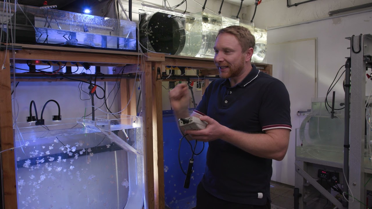 Jellyfish Farm Youtube Jellyfish Farm Youtube