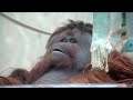 mumu s swing　oji zoo　orangutan　202112