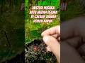 Misteri pusaka batu merah delima di galalih bawah pohon yang rapuh