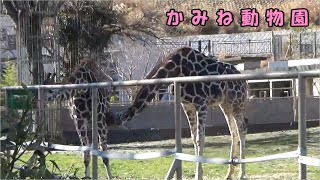 【かみね動物園】キリンの親子