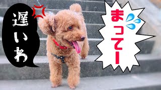 犬の散歩で7歳のトイプードルについて行けません…【名古屋 しゃべる トイプードル】