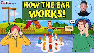 Discover How Your Ears Work: The Science Behind The Human Ear!