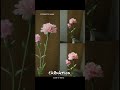 꽃 꽃에진심 꽃만드는여자 샐리스플라워 카네이션 카네이션조화 carnation 아트플라워 조화공예