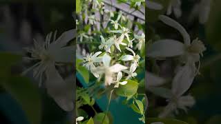 Ranjai/Clematis creeper beautiful fragrance #youtube #shorts