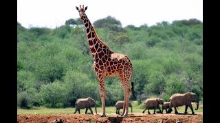 Worlds Tallest Giraffe,Adelaide