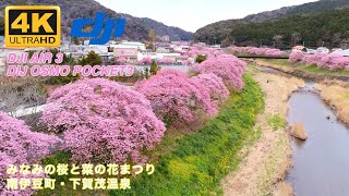 【Vlog・ドローン】南伊豆町『みなみの桜と菜の花まつり🌸』でDJI OSMO POCKET 3とAIR 3で菜の花と河津桜を撮影してきました｜空撮・ジンバル・ミラーレス｜早咲き桜スポット