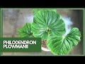 Mengenal Philodendron Plowmanii | Ciri-ciri, Bentuk dan Tips Perawatannya