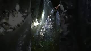 Alhamdulillah Rezeki MELIMPAH Ikan Nila Masuk PERANGKAP BUBU | Fishing trap Part 1