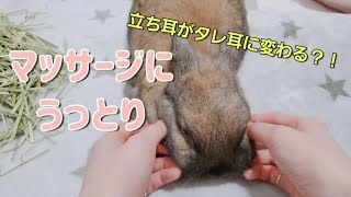 立ち耳がタレ耳に変身しちゃう魔法！うさぎのマッサージNetherland? or lopear? Massage the rabbit