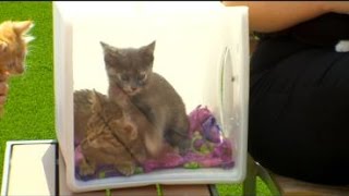 Meet Friday’s Pet Guests – 5 Adorable Kittens!