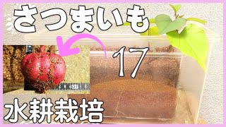 さつまいも水耕栽培♥【Sweet potato hydroponics ♣ Growth record】♣さつまいも日記17 成長記録2022 第５話 ♣♣【自給自足】【食料備蓄】