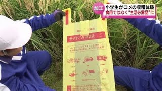 食べないおコメ “資源米”の稲刈りを小学生が体験　収穫したコメは“ある生活必需品”へ 《新潟》