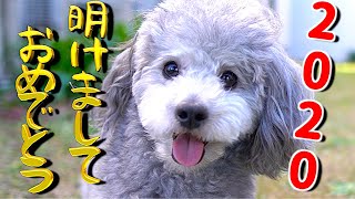 🐶明けましておめでとうございます。2020年の目標。【トイプードルのグリィ】【犬】【dog】【toy poodle】