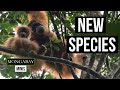 Newly discovered Tapanuli orangutan under threat | International Orangutan Day