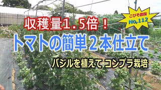 トマトの簡単２本仕立て こびそ農園 No,112