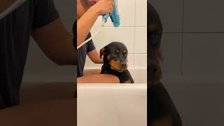 Rottweiler Enjoying Post-Bath Care Routine 🐶🛀