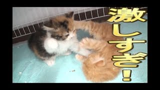 【猫好き】激しすぎ！（スコティッシュフォールド）《funny cats》