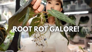 Saving some of my favourite plants from root rot 🥲