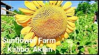 Sun Flower Farm🌻| Kalibo, Aklan