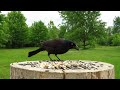 grackle wants the food to herself