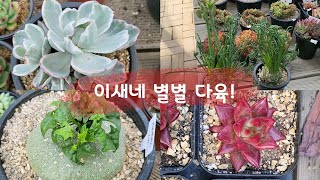 이새네 꽃이예쁜다육,꽃보다이쁜다육,선인장,구근 다양하게 ~업뎃했어요^^