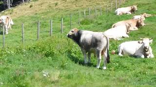 Stier auf der Weide