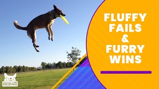 Fluffy Fails & Furry Wins | The Pet Collective