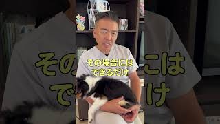 どうしても一緒に寝たい飼い主さんへ！#shorts