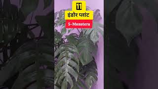 बिना धूप के चलने वाले बेस्ट इंडोर प्लान्ट#Plants which can be Kept in Indirect sunlight#Indoor Plant