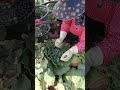 今日採收過程〔甘藍菜芽〕 阿騰菜園 farming