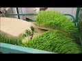 hydroponic container for sustainable farming