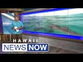 NOAA cites dolphins boat company for getting too close to dolphins off Makua Beach