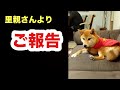 【里親さんご報告】トライアル中の保護子犬くるみちゃん／嬉しくて走り回る猫すーちゃん