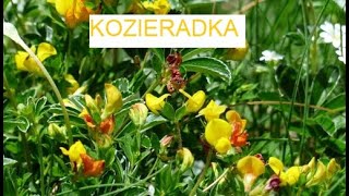 KOZIERADKA - mocarne ziarnko《154》