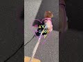 【チワワのコロンちゃん🐶】暖かくて気持ちいいワン😃 ｡◠‿◠｡ ♡