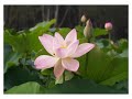 東林佛號 黃慧音唱 namo amitabha sung by imee ooi 蓮 108 a bouquet of 108 lotuses