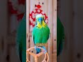 有滋有味过大年 萌宠过大年 cutebirds parrot