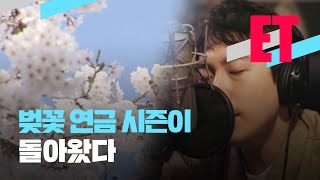 [ET] ‘벚꽃 엔딩’으로 연 10억 원 수익? 벚꽃 연금 들어볼까 / KBS  2022.04.04.