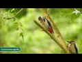 birdingholland excursie oostvaardersplassen