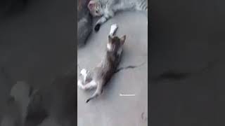 பைத்தியம் பிடித்த சூனியம் பொம்மை 😂🤣🤣#cat #catlover #funny #dog#animals #animalshorts #animalslover