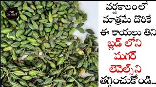 Kasarakaya //Kasara benefits//chinna kakara//Momordica cymbalaria