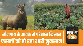 Nilgai Attack On Crops: बिहार के इस जिले में नीलगाय से परेशान हैं किसान #biharfarmers #newsupdate